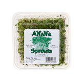 Alfalfa Sprouts