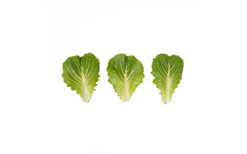 Romaine Leaf