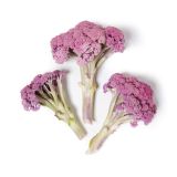 Purple Murasaki Fioretto Cauliflower