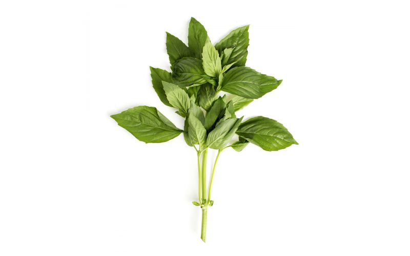 Basil