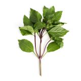 Thai Basil