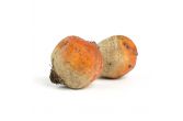 Large Golden Beets