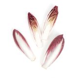 Red Endive