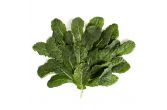 Baby Lacinato Kale