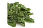 Baby Lacinato Kale
