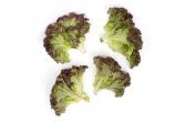 Baby Lolla Rosa Lettuce