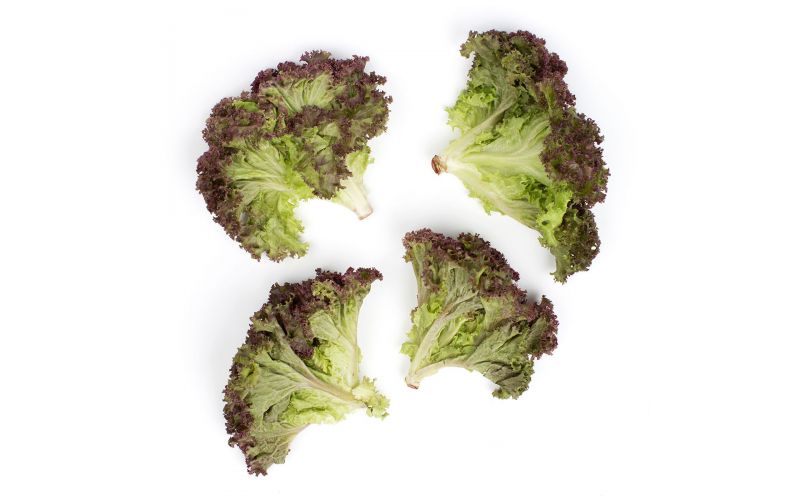 Baby Lolla Rosa Lettuce