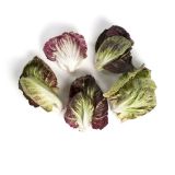 Organic Ultra Baby Chicory Mix
