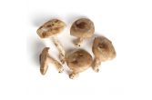 Baby Shiitake Mushrooms