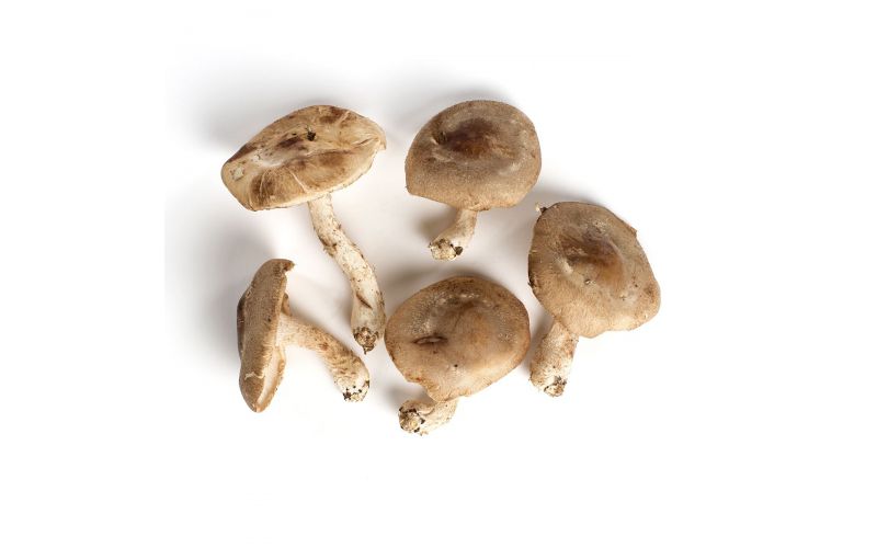 Baby Shiitake Mushrooms