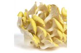 Yellow Oyster Mushrooms