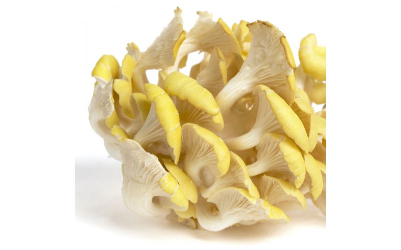 Yellow Oyster Mushrooms