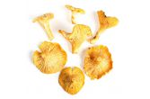 Chanterelle Mushrooms