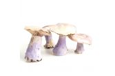 Bluefoot Mushrooms