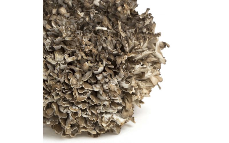 Extra Large Black Maitake/Hen of the Woods Mushrooms