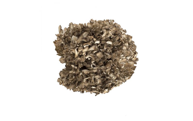 Extra Large Black Maitake/Hen of the Woods Mushrooms