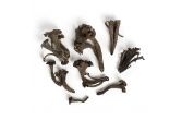 Black Trumpet Mushrooms