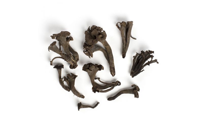 Black Trumpet Mushrooms