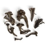 Black Trumpet Mushrooms