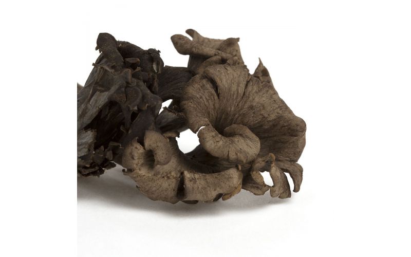 Black Trumpet Mushrooms