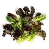 Mesclun / Spring Mix