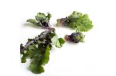 Lollipop Kale Sprouts