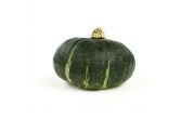 Kabocha Squash