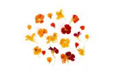 Nasturtium Flowers