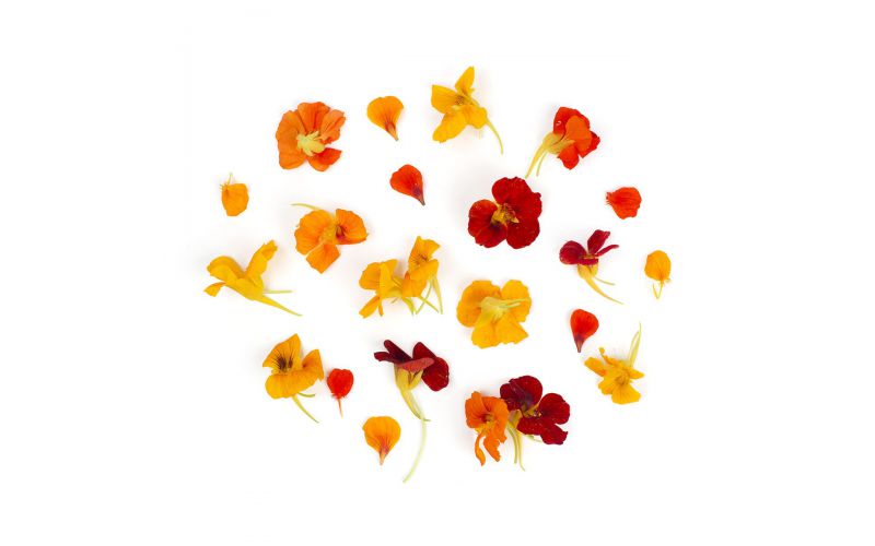 Nasturtium Flowers