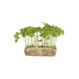 Basil Living Cress
