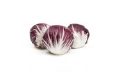 Radicchio
