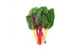 Bright Lights Rainbow Swiss Chard