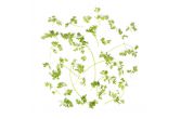 Chervil