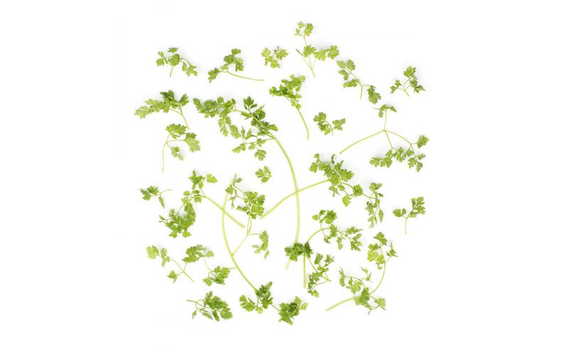 Chervil