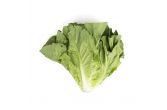 Romaine Lettuce