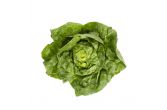 Boston Lettuce