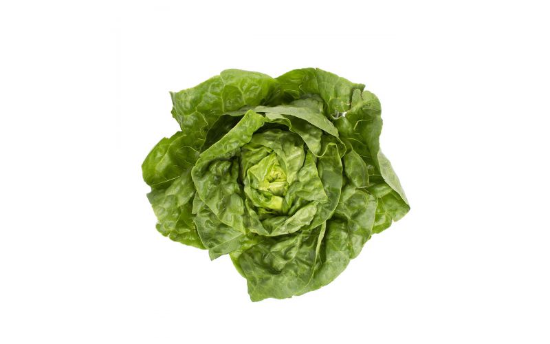 Boston Lettuce