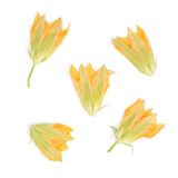 Cello Wrapped Squash Blossoms