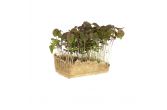 Purple Shiso Living Cress