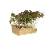 Purple Shiso Living Cress