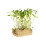 Coriander Living Cress