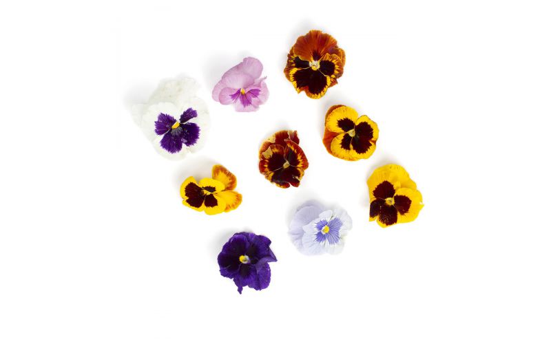 Mixed Pansies