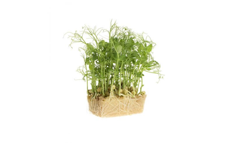 Affilla Living Cress