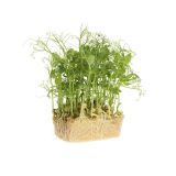 Affilla Living Cress