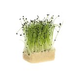 Rock Chives Living Cress