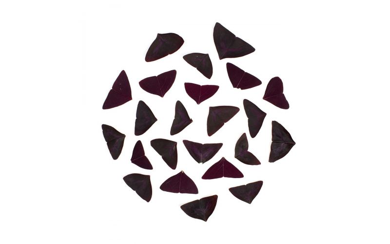 Yka Butterfly Leaves