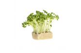 Daikon Radish Living Cress