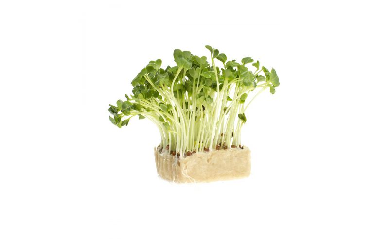 Daikon Radish Living Cress