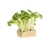 Daikon Radish Living Cress