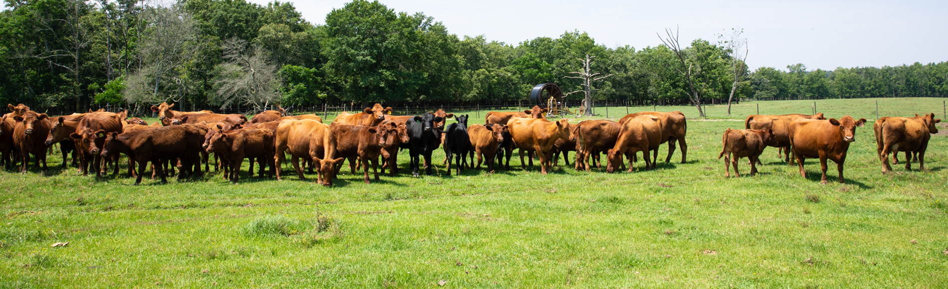 Joyce Farms